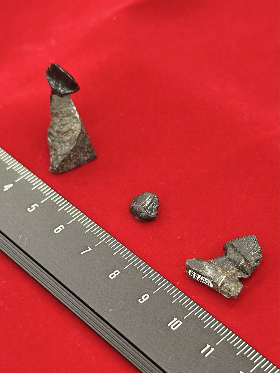 化石　D-15 福井県立恐竜博物館 on X