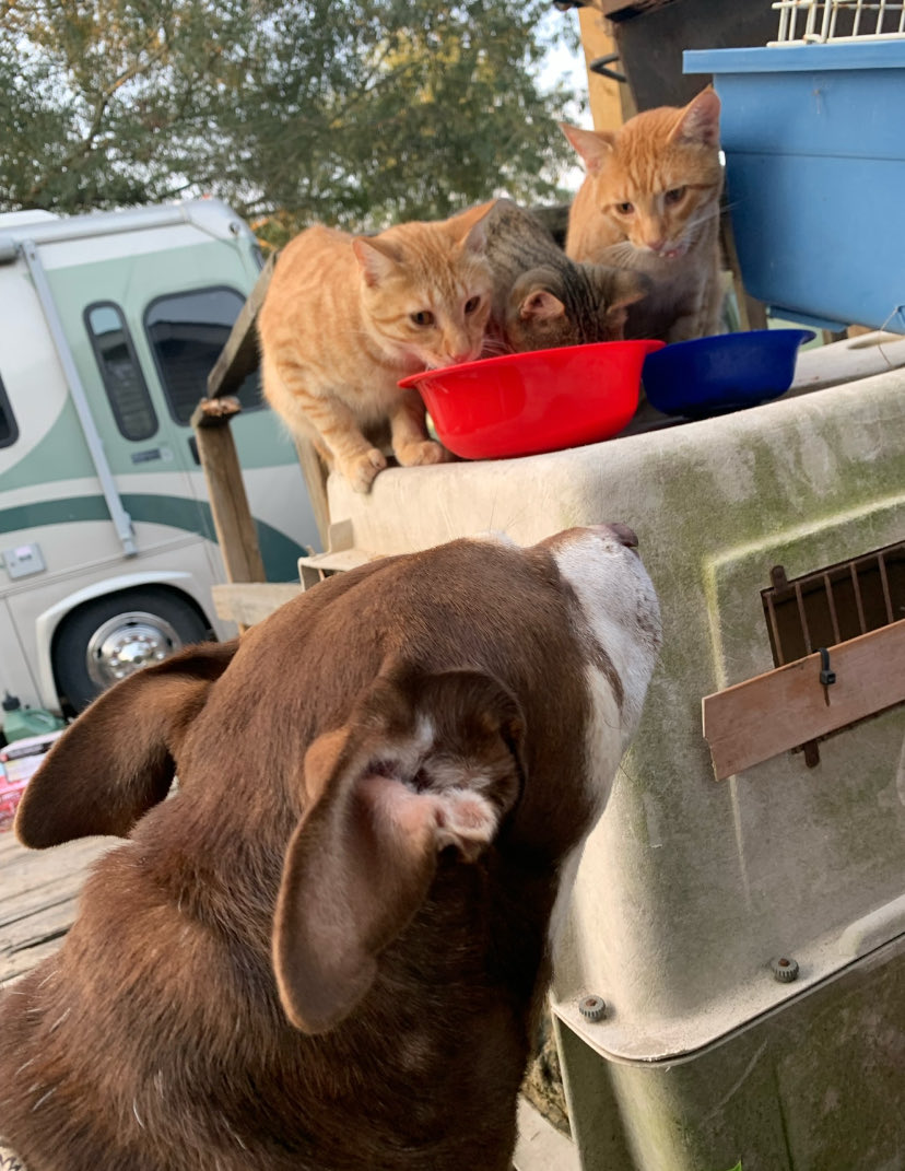 JoeyServiceDog's tweet photo. I love meeting people when I’m traveling 🐾🚆
Some of my best friends are horses and cats — I love everybody ❤️
#dogs #travel #dogsofinstagram https://t.co/ucfUfQTyVe