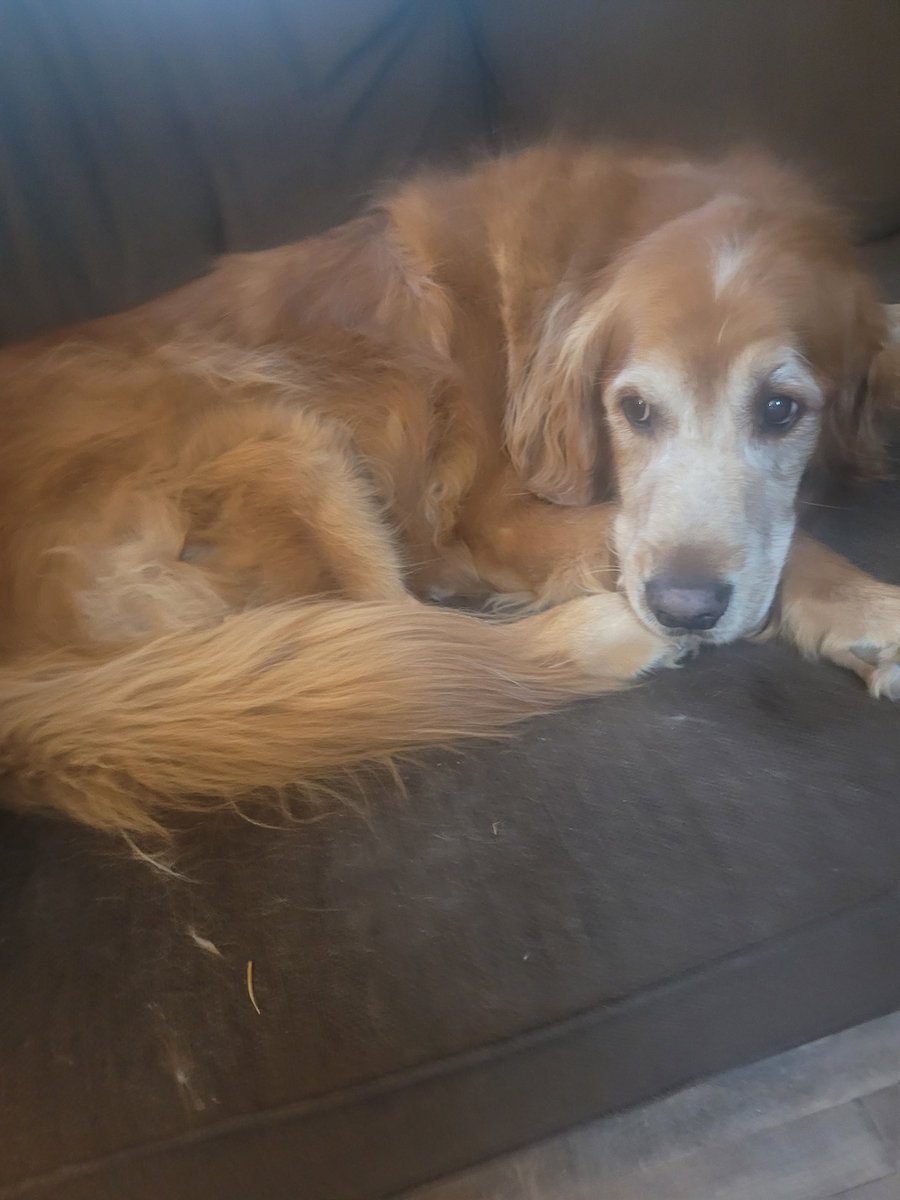old_lily's tweet photo. It is with a heavy heart to share that Frodo had to be put down today due to aggressive Blood Cancer. October 11,2013-October 22nd,2025 https://t.co/qtHYpNZ8iT