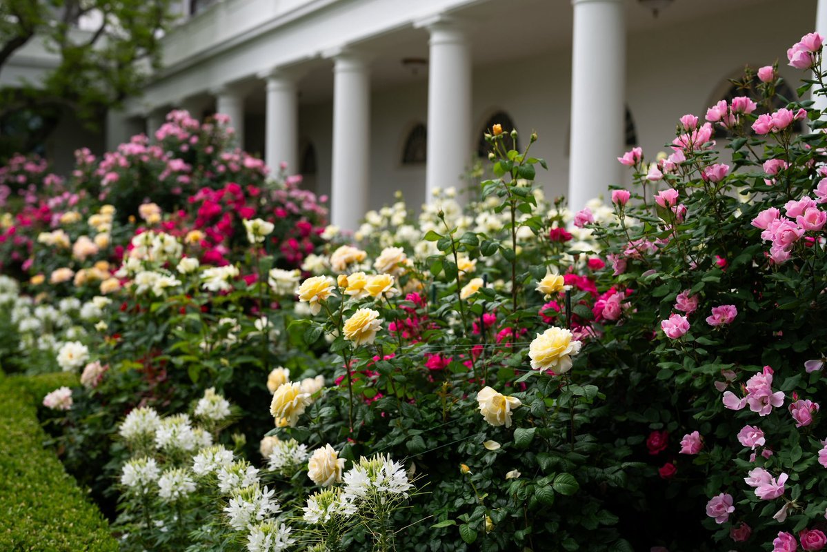 Whoopie  said Melania "destroyed" the Rose garden and it looked like a  "graveyard".

Melania improved the drainage and sunlight  (by removing dead infected trees)  to the Rose Garden, whose namesake flowers had failed to thrive over the years. Only 12 original rose bushes
