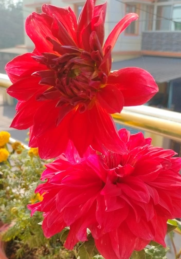 Good morning lovely friends…
Have a nice day ❤️🙏