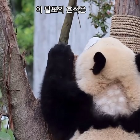 DDBBKKBB's tweet image. 이미 세계적으로 많은 국가들이 동물실험 전면 금지 및 대체시험을 의무화하고 있다.
그럼에도 불구하고, 동물실험에 ‘국보’까지 이용하는 중국의 비인도적 행태는 과연 어떻게 설명할 수 있겠는가!!!!!!
#SaveThePandas #AnimalWelfare #ProtectWildlife #EndAnimalCruelty #SpeakForTheVoiceless