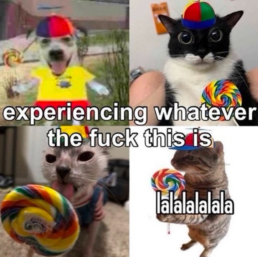 Punch Cat (@punchingcat) on Twitter photo 