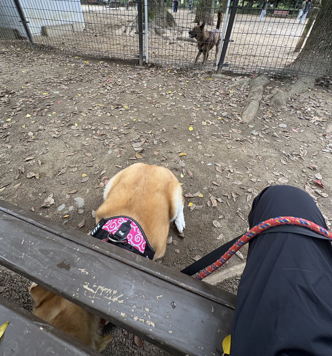 42zz's tweet photo. 頭隠して尻隠さず https://t.co/3OQ6VYJT1r