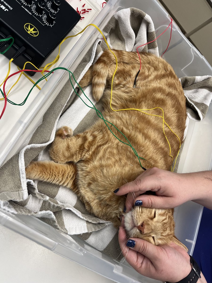 Aaronlovespatty's tweet photo. Our brave little guy. As tough as the past couple weeks have been every time we take him to the specialist he never hisses or gets angry. It's like he knows they are there to help him! Thank you to the $gus community for all your support! https://t.co/nJc1cYFiWG