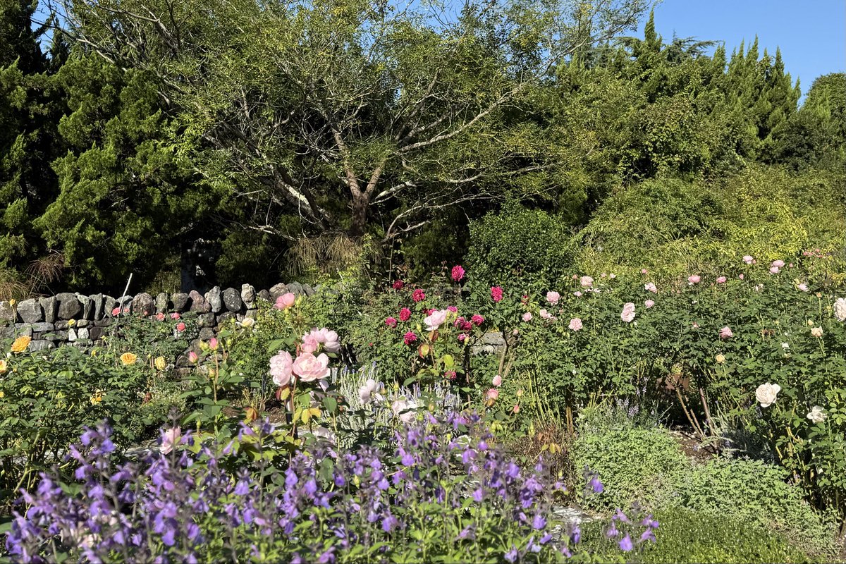 🌹秋バラが見頃になってきました🤗