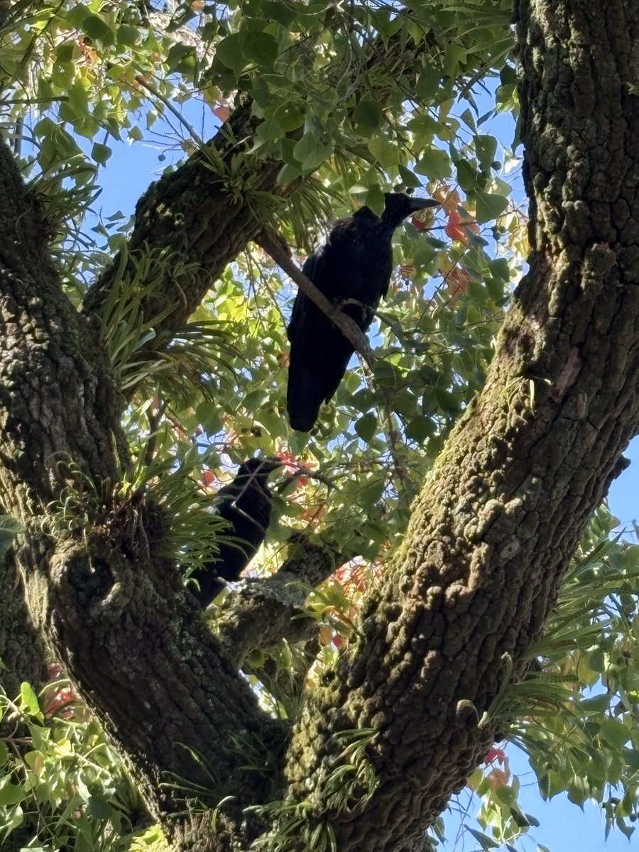 藤白 小鈴（cotu-cotu） tweet media