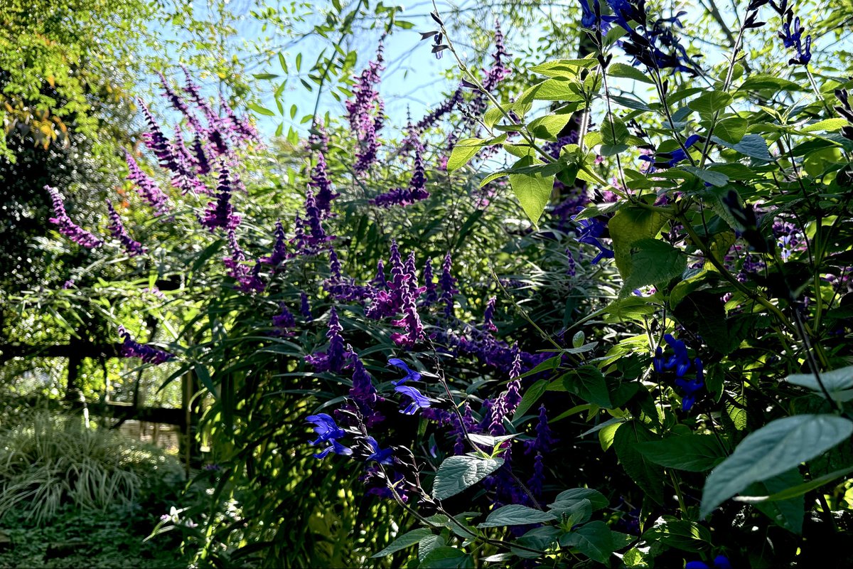 秋のガーデン🍂も素敵です。
ぜひお出かけください