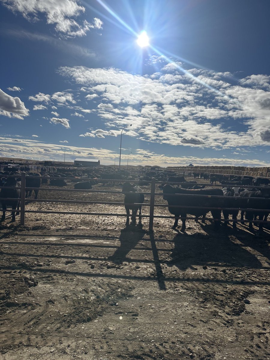 David  T tweet media