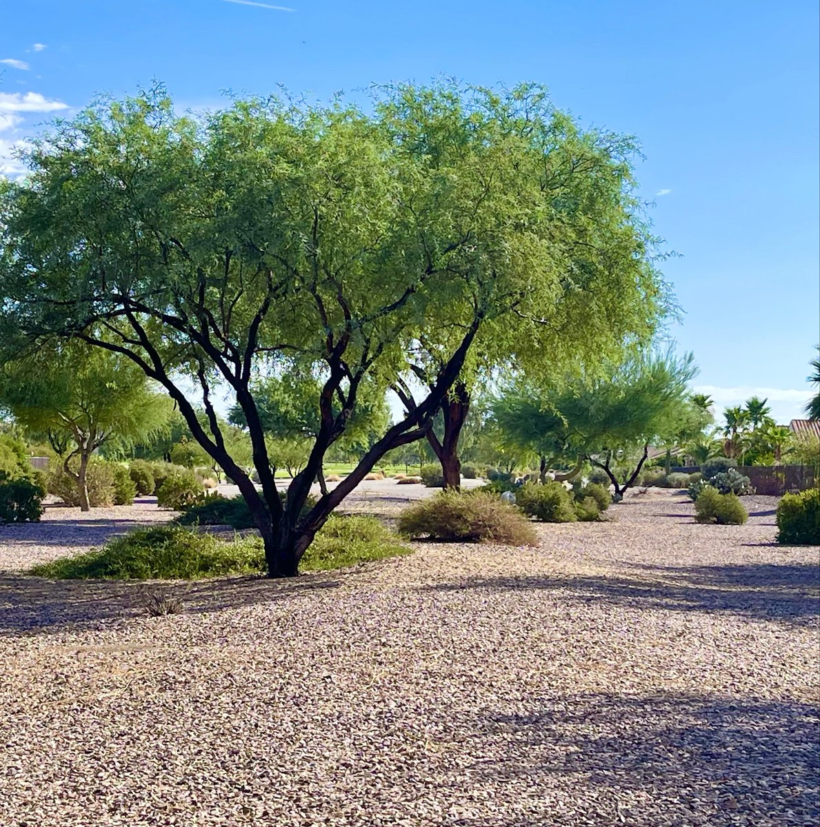 Happy Thursday everyone! Goodnight from Arizona! 🌙
