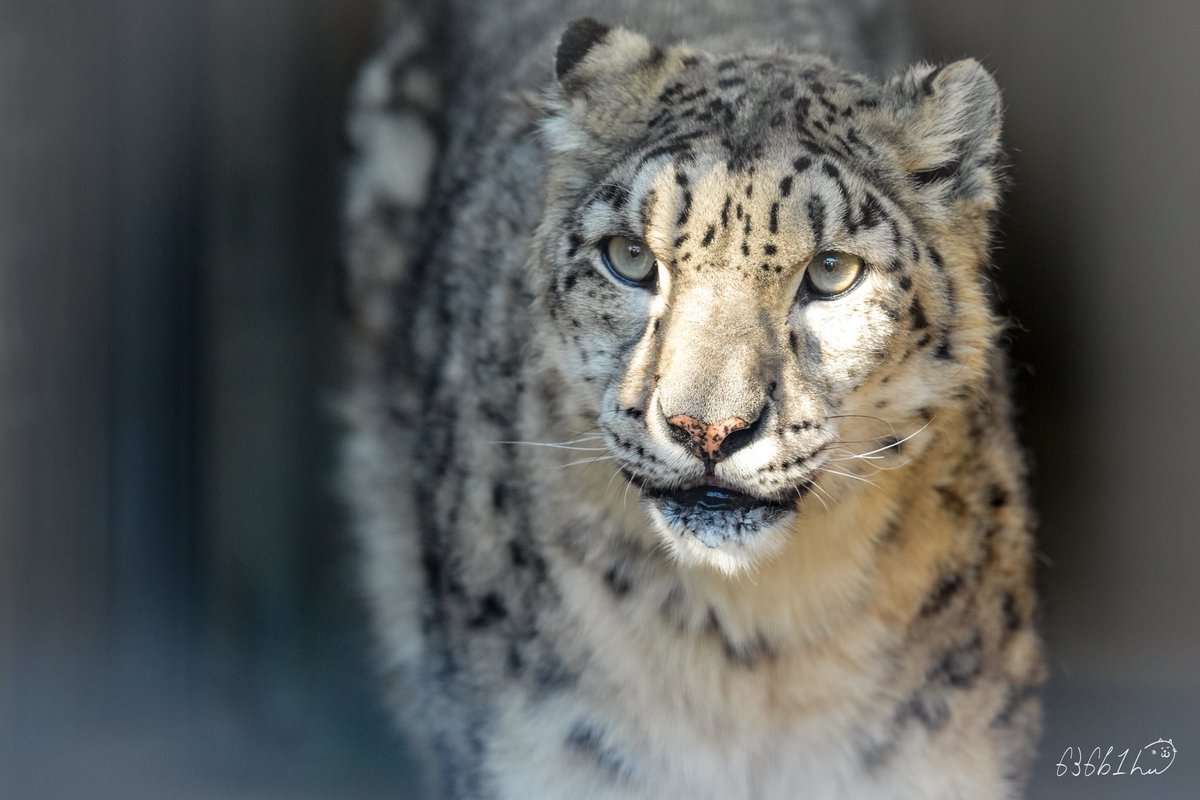 ririka様 ユキヒョウ 全長214cm 国際希少野生動植物種登録票 ririka様