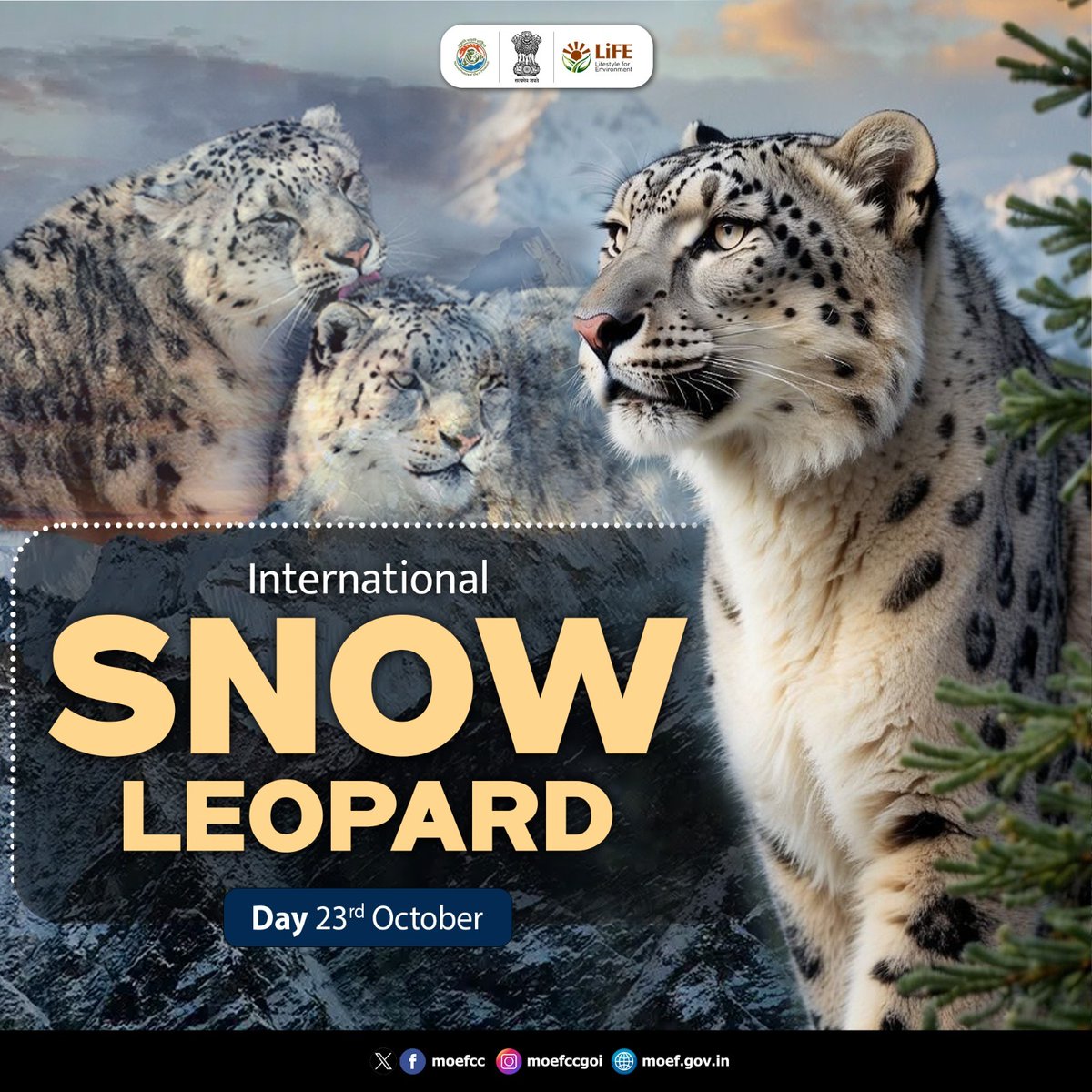On this #InternationalSnowLeopardDay, let’s come together to safeguard and conserve the #SnowLeopards, preserving the magnificent wildlife of the majestic Himalayas!