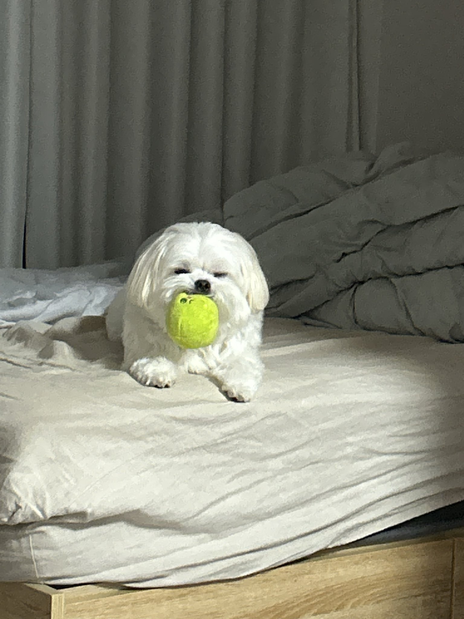 こまつのこま犬。様 リクエスト 2点 まとめ商品 明けましておめでとうございます⛩️🎍 2024年も和風総分家を