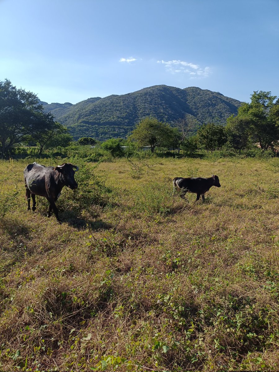 Jesús Ayala Toledo tweet media