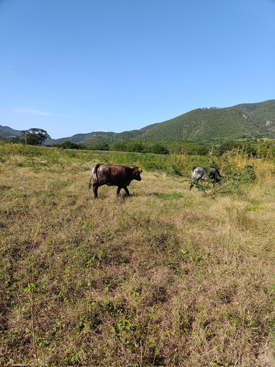 Jesús Ayala Toledo tweet media