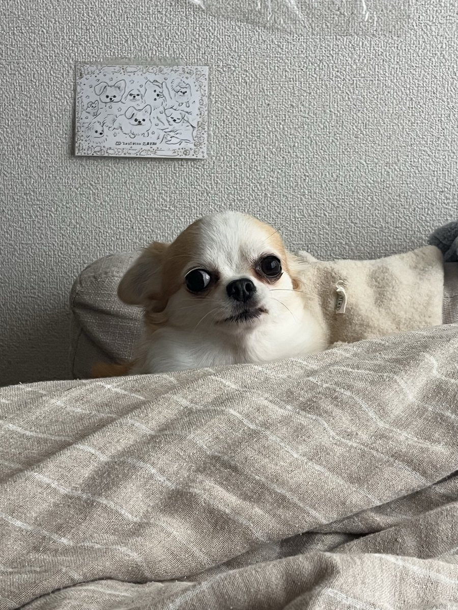 ੯‧̀͡u\様 に on X