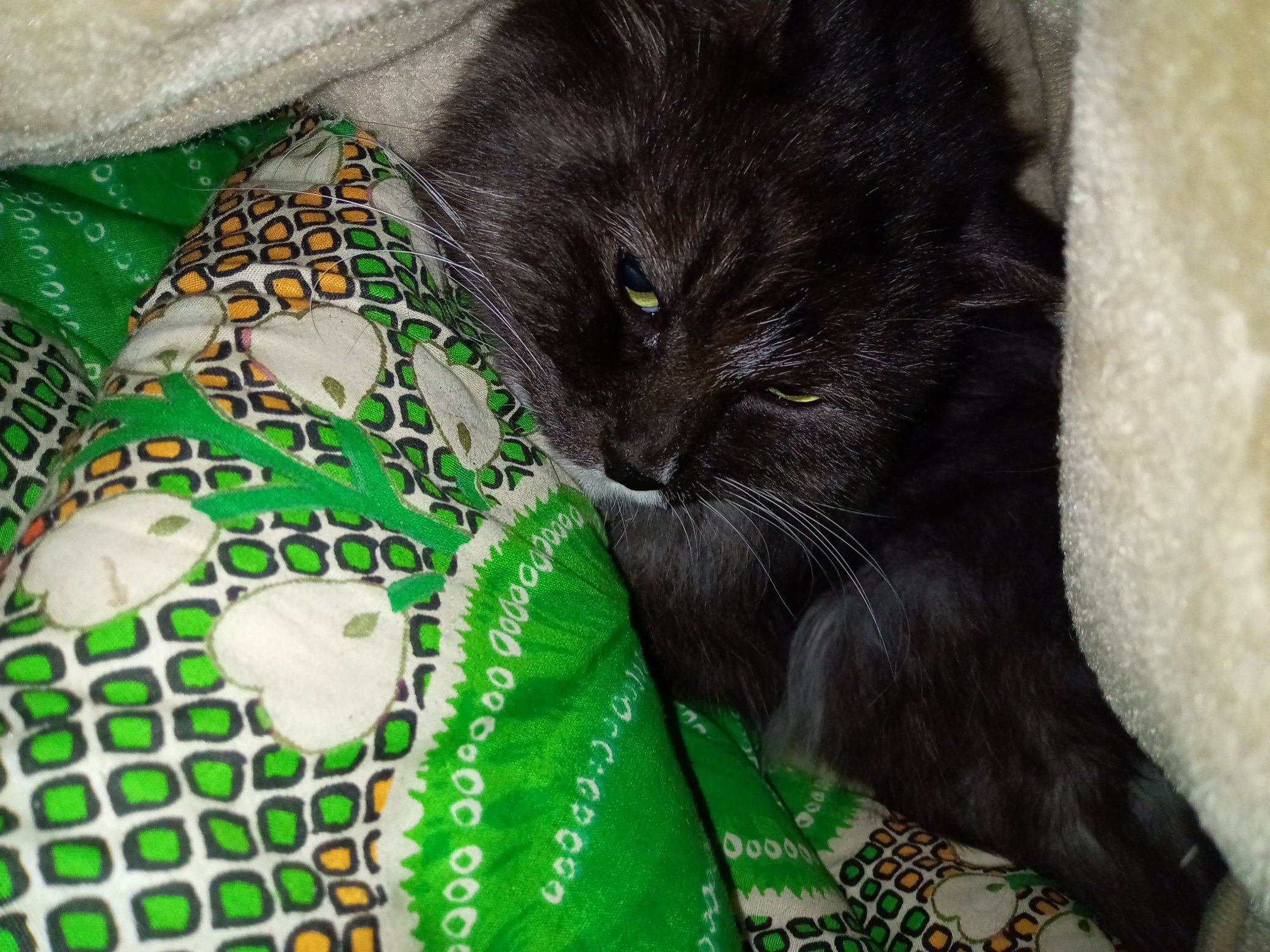 にゃんこ maxresdefault.jpg