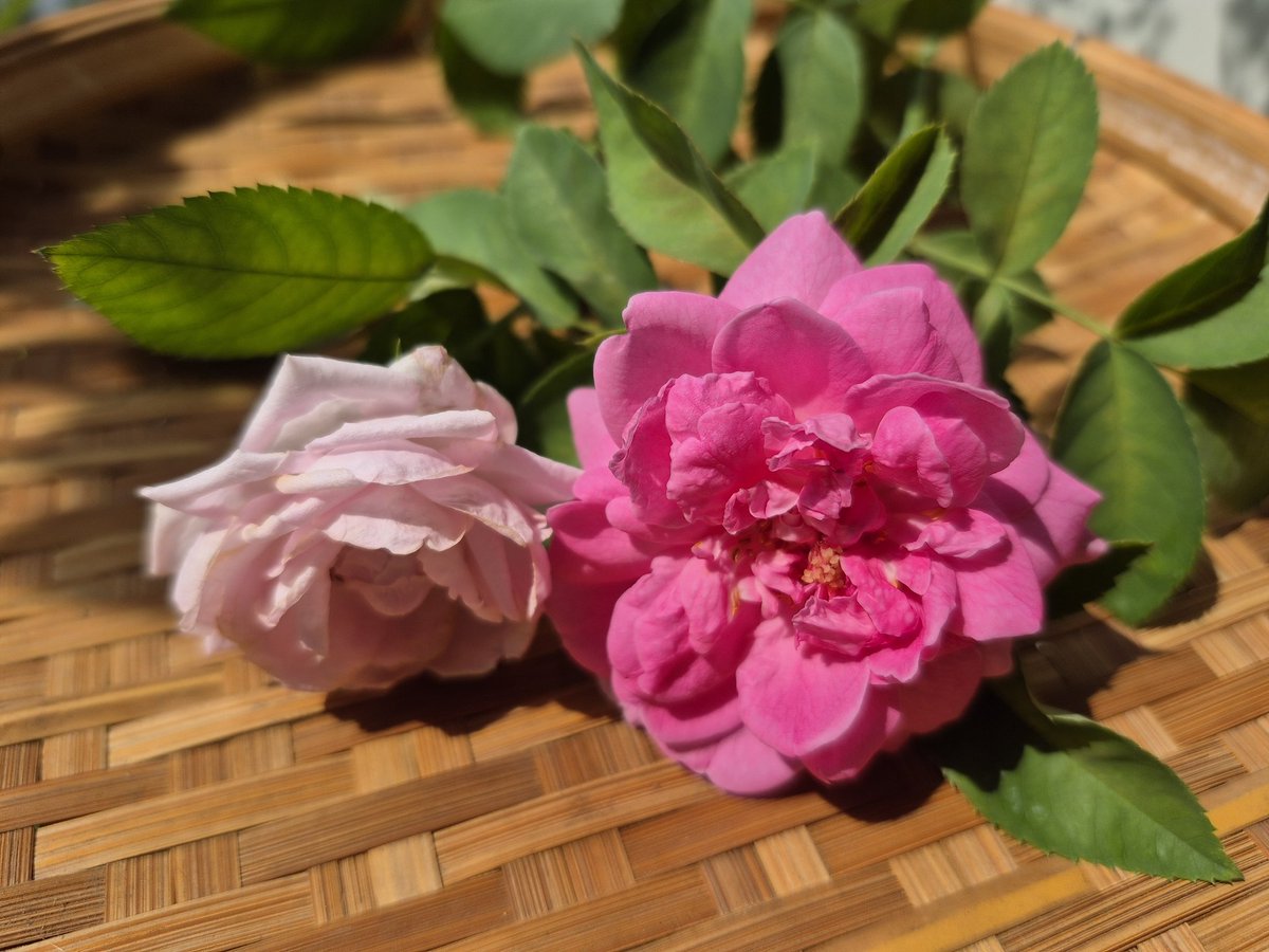 สายแล้วแดดแรง จะตัดกุหลาบตั้งแต่เมื่อคืนแต่ความอยากนอนมีมากกว่า ชอบวันหยุด วันที่ไม่ต้องรีบร้อน ไม่ต้องสนใจนาฬิกา ไม่ต้องสนใจผู้คน 🙃