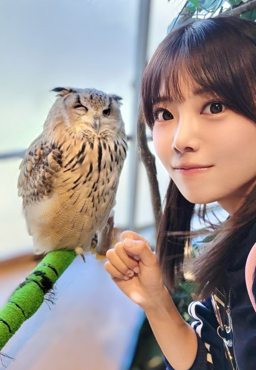 ウインクするフクロウさん🦉 あまりにもスター💫