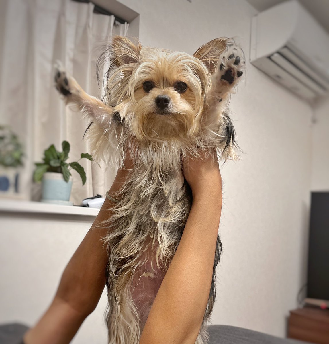 ponsuke_daily's tweet image. 犬最高！犬！最高！犬!!最高!!
オマエも犬最高と叫びなさい