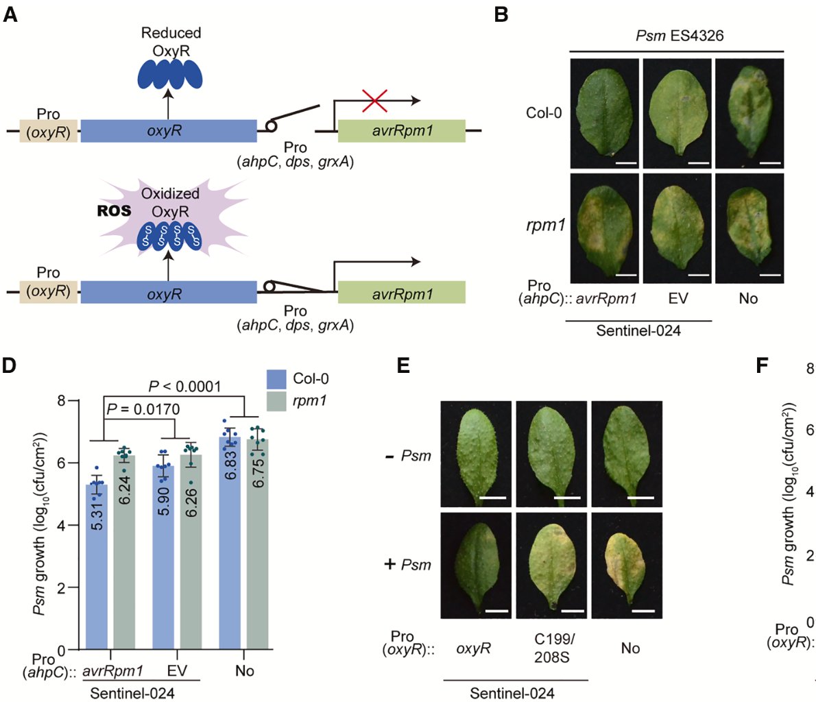 Genetically engineered plant endophytes broaden effector-triggered immunity

"The oxyR circuit responds to infection-induced ROS by producing effectors recognized by existing NLRs, activating immunity against even pathogens lacking recognizable effectors"
sciencedirect.com/science/articl…