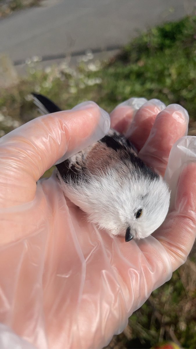 risa_tech98's tweet image. 家の前にエナガがぶっ倒れてて、暖かいし目が開いたので多分生きてるんですがどのような対応が正しいですか💦
ひとまず野生鳥獣担当局に一旦電話しようと思います
