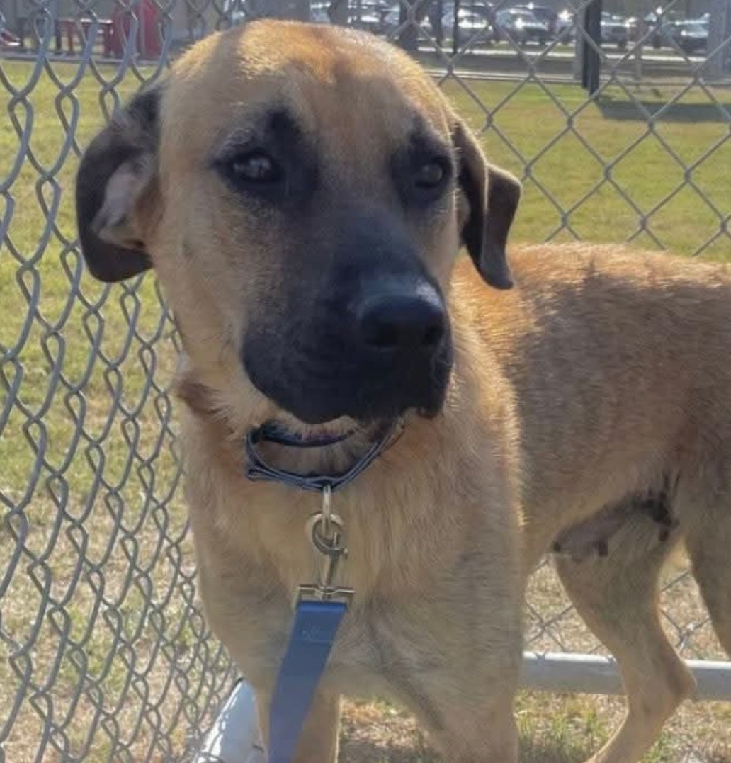 beeleevitonly's tweet photo. 🆘️📣ESPY #A383959 3 yo #LabMix houndy looking female, buff brown with black face
She is HW neg, gradually opening up to staff
Tolerant of other dogs. Needs time but only has until 10/27 #Euthlist 🆘️💉☠️
Pls RT, #PledgeForRescue #Adoptashelterpet
#CorpusChristiACS #TX
https://t.co/KoXZSt83qx
