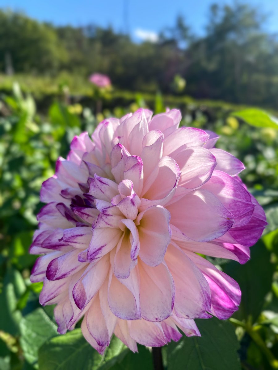 tabimuyan2nd's tweet image. #中年も花を愛でる
#flower
#川西ダリヤ園
#ダリヤ