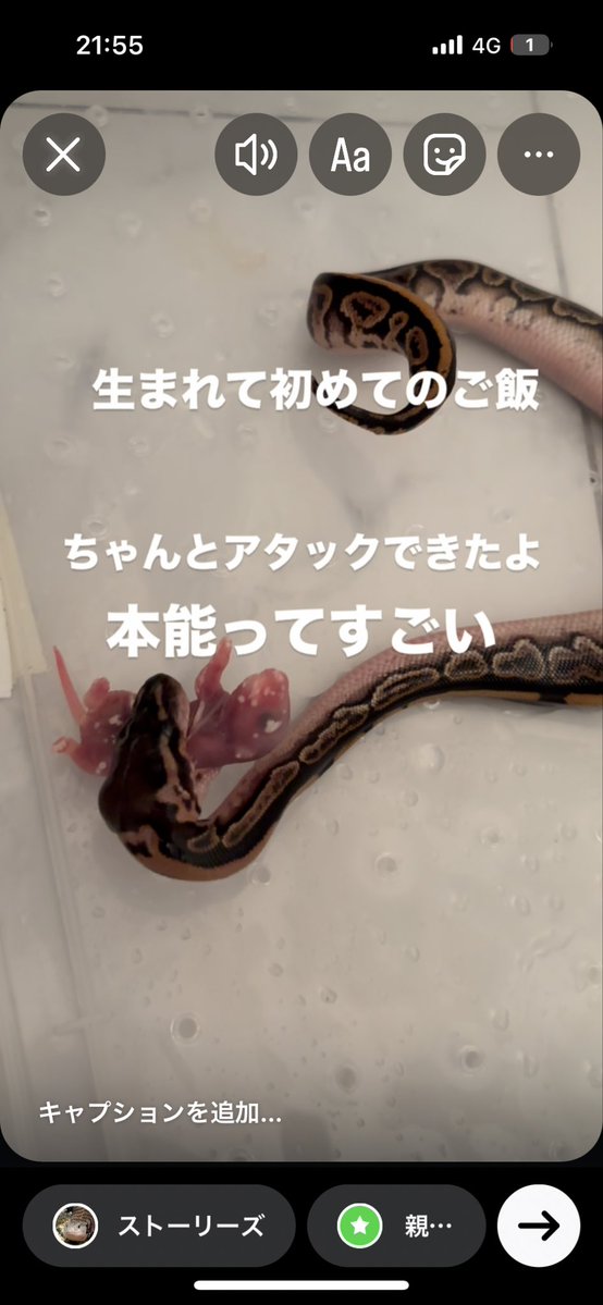 reprat_jp's tweet image. ✨
#ボールパイソン 
#ボールパイソンブリーダー 
#ボールパイソン好きな人と繋がりたい