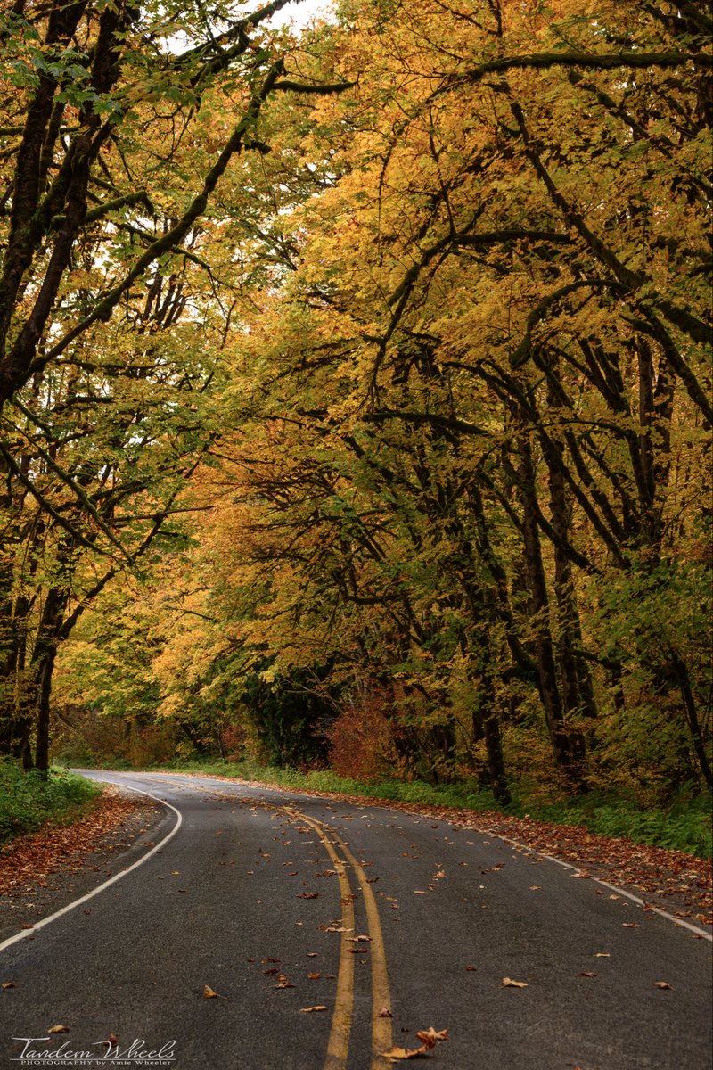 MimiRitZ244's tweet image. Sean took me on a scenic drive to see fall colors at Baker Lake. Needed a break from the house. Healing is going well, but I felt antsy &amp;amp; miss my favorite time of year. Now resting at home after my adventure. Here are a few I quickly edited 🍁

#pnw #Autumn #FallColors #wawx