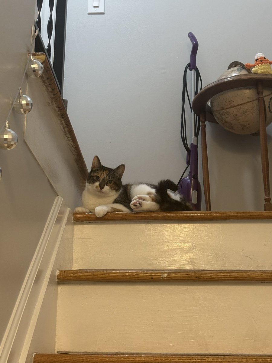 she’s showing off her paws everyone say how nice they are