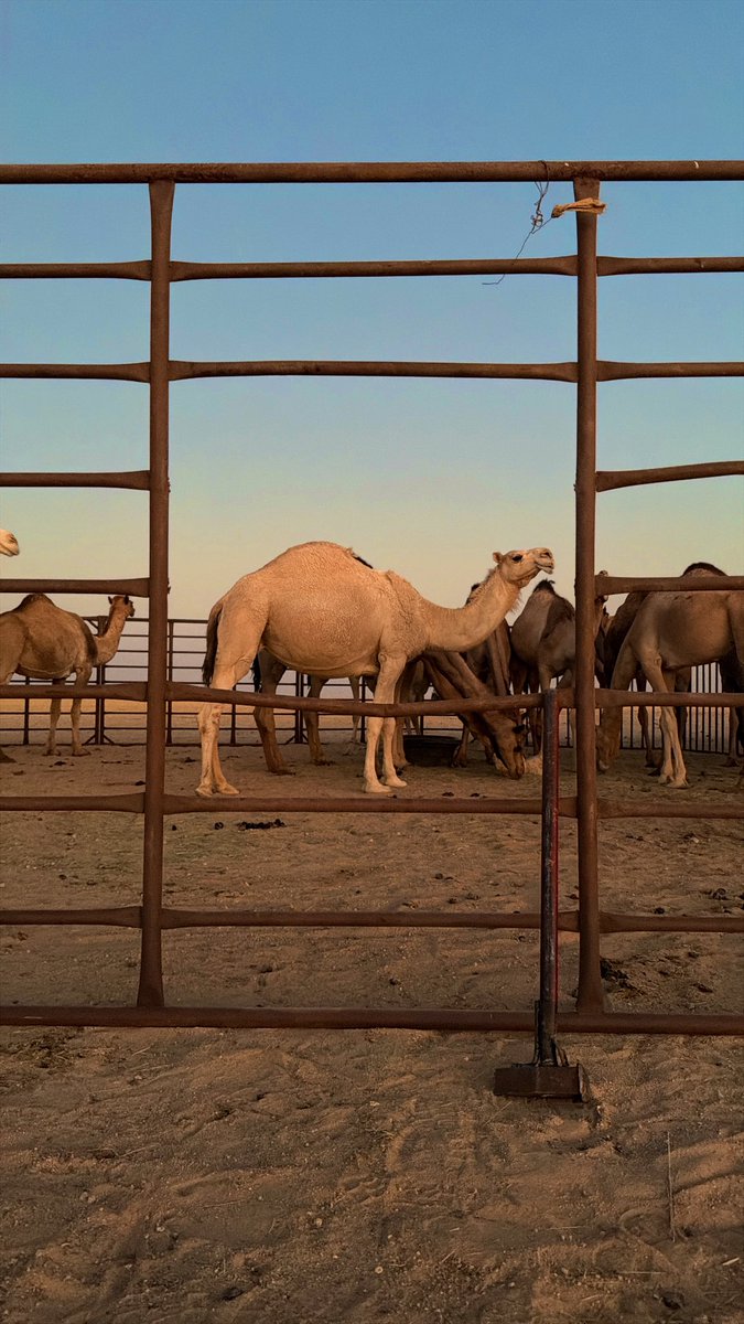 هويت البل وانا عُمري صغير 
واغليتها من غلا الشايّب لها