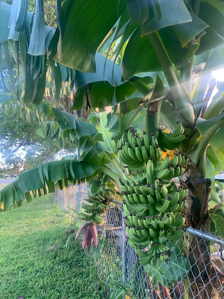 There’s like 💯 bananas on just one of the trees. If I can just get a few clusters of these growing around the property I’ll never buy bananas again