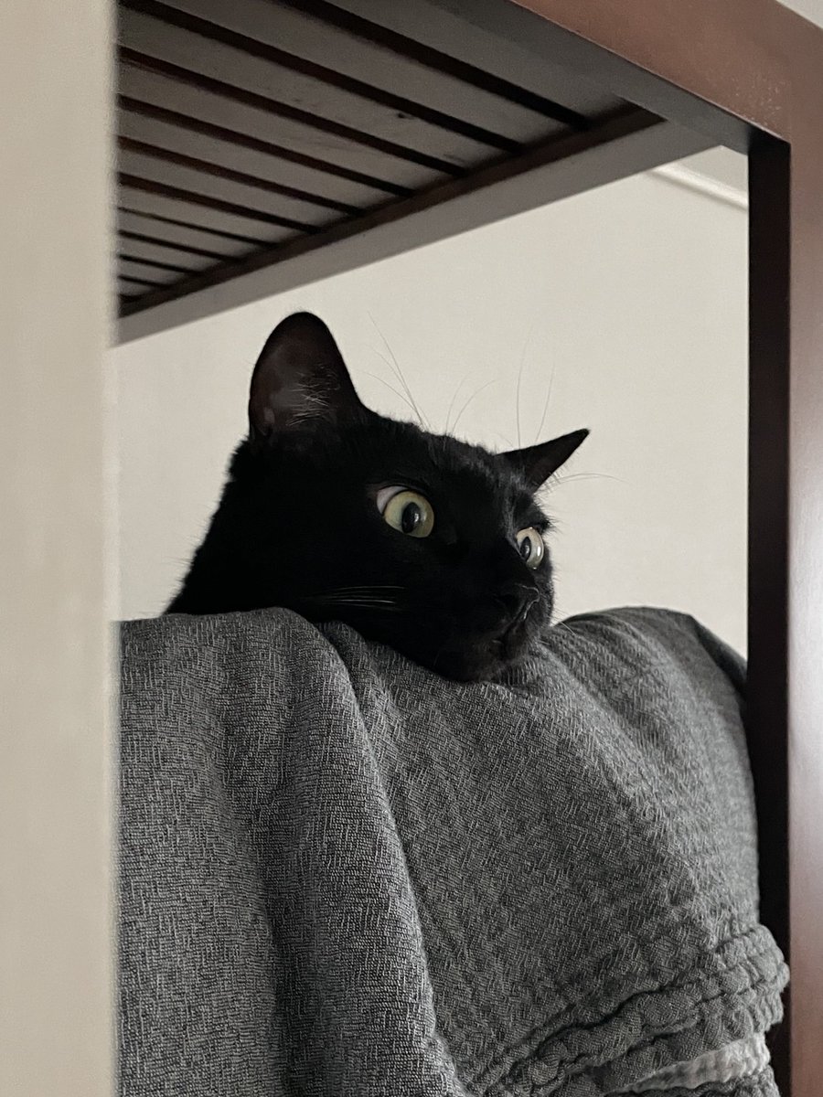 dotkavi's tweet image. 흰자부자