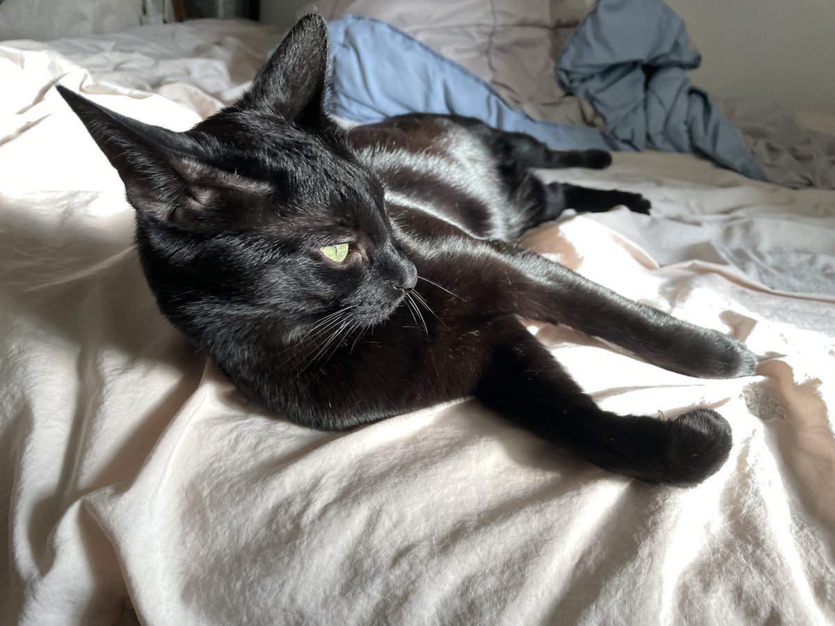 dotkavi's tweet image. 아홉살 고양이의 윤기 자랑