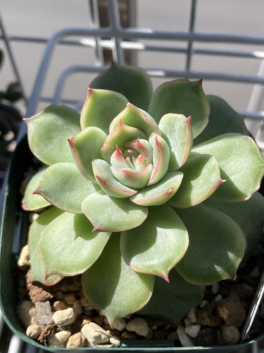 TANIKU様 さぁちむ🐥 on X