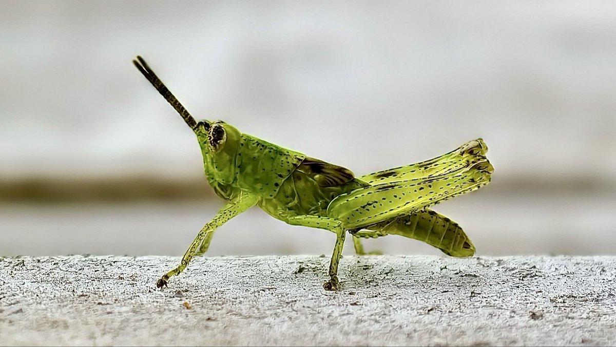 SanuXMohammed's tweet image. Vivo X200 pro samples #vivo #vivox200pro #randomshots #cameratest