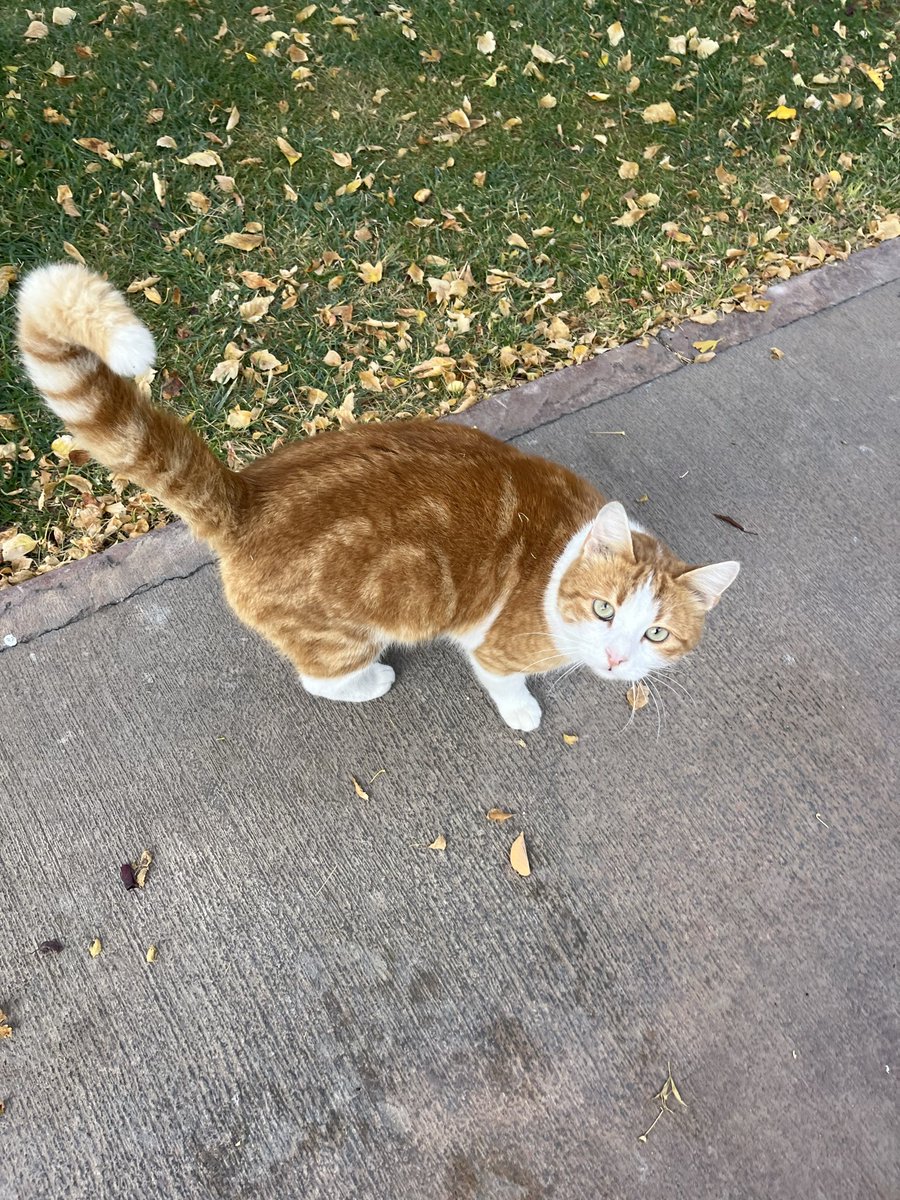 The most beautiful colors of autumn 🐈