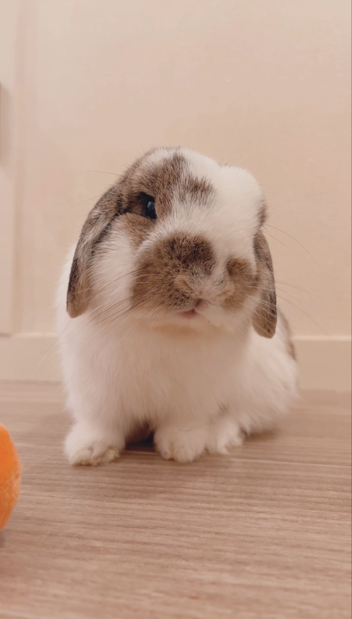 うさぎᕱ⋈ᕱページ うさぎのうさじ on X: 