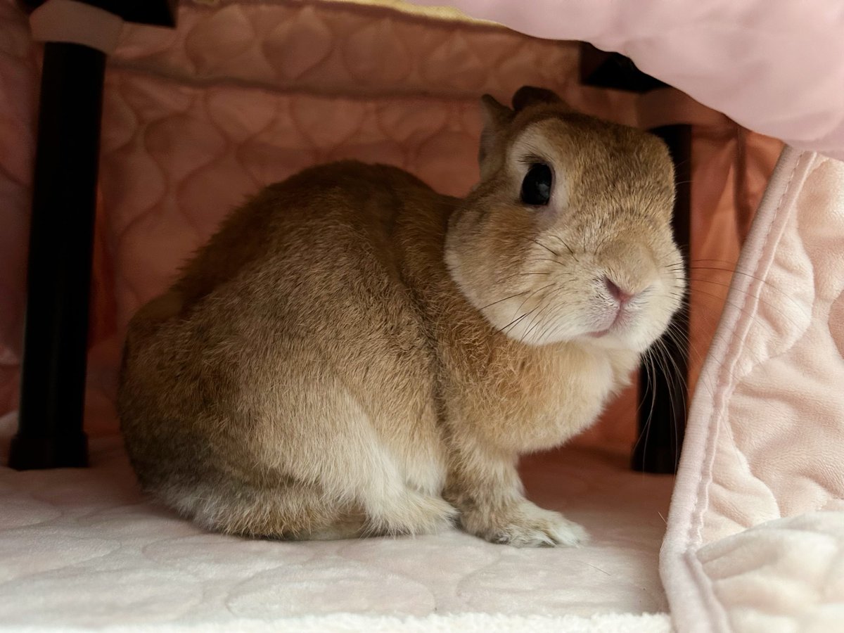 うさぎちゃん on X