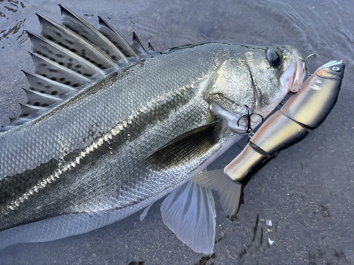 ヒレピン川鱸かっこよすぎる！！