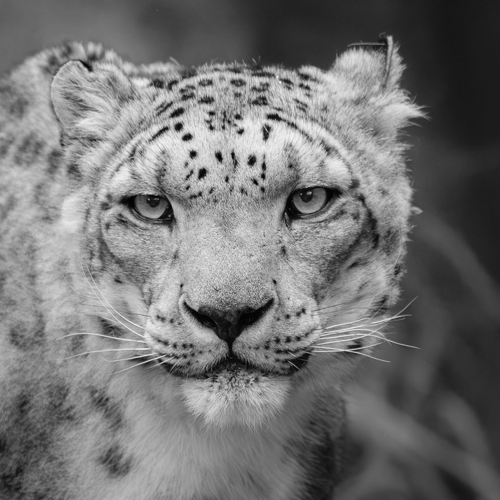 dave_h747's tweet image. Snow leopard at Sac Zoo
#snowleopard #bigcat #saczoo #bnw