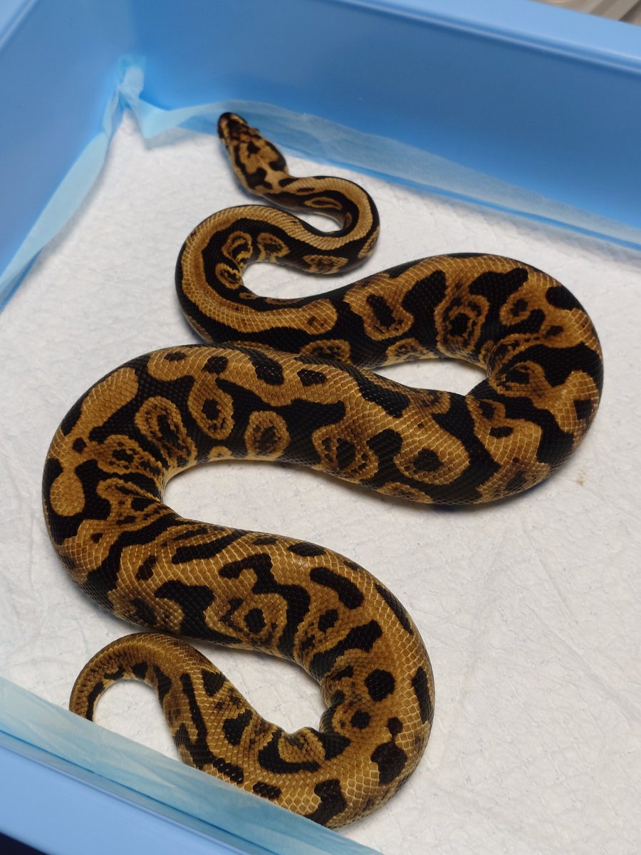 06shockwave (@06shockwave) / Posts / X