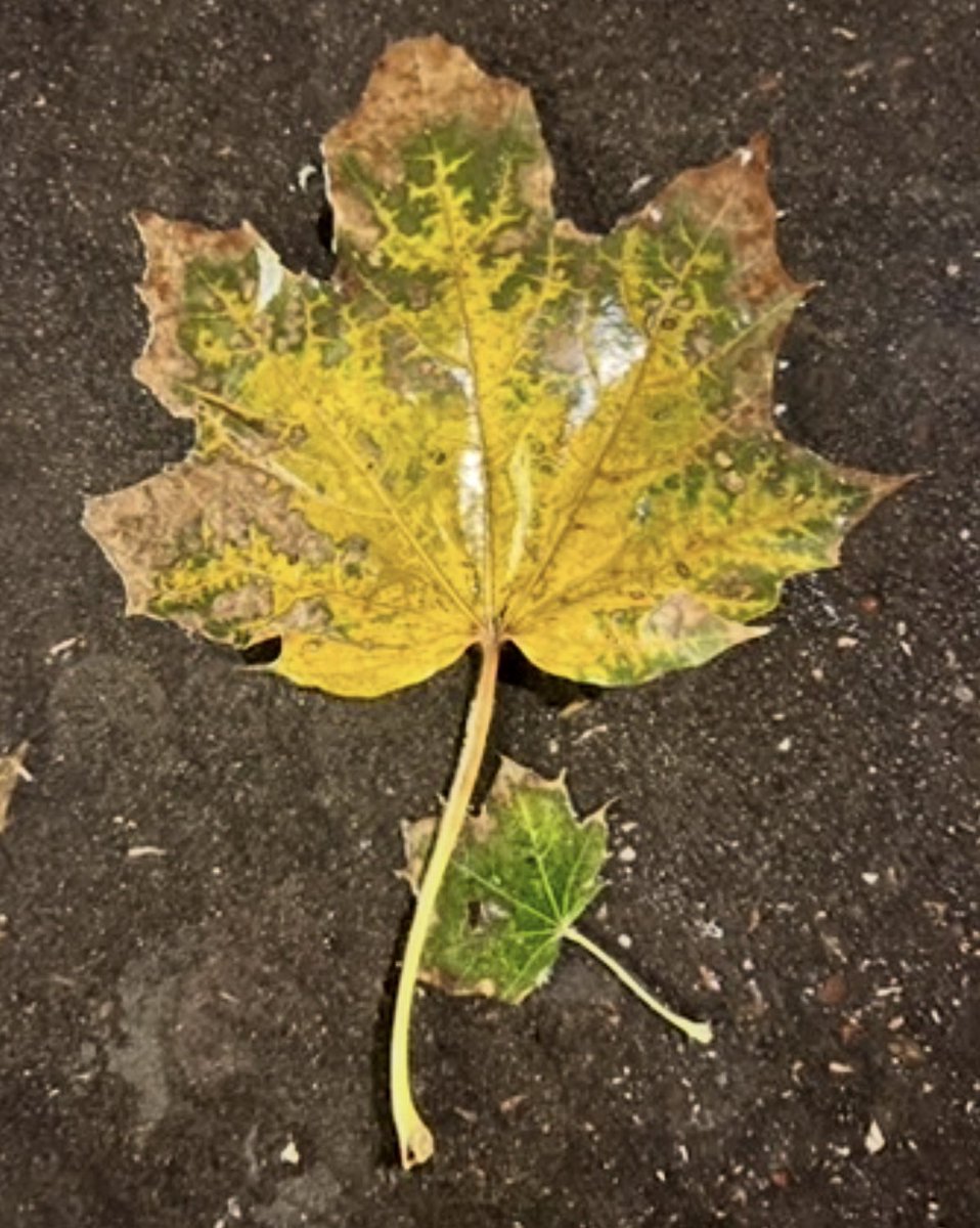 Thursday Friendly Reminder.. Express gratitude for the greatness of small things. #ThankfulThursday #ThursdayThoughts #Gratitude 🙌🍂🧡🍁