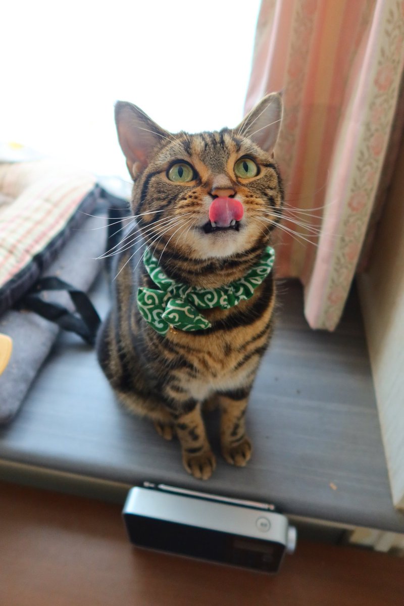 寒くなってきたからエアコンお掃除して、試運転するニャ～😸
#にゃんすたぐらむ