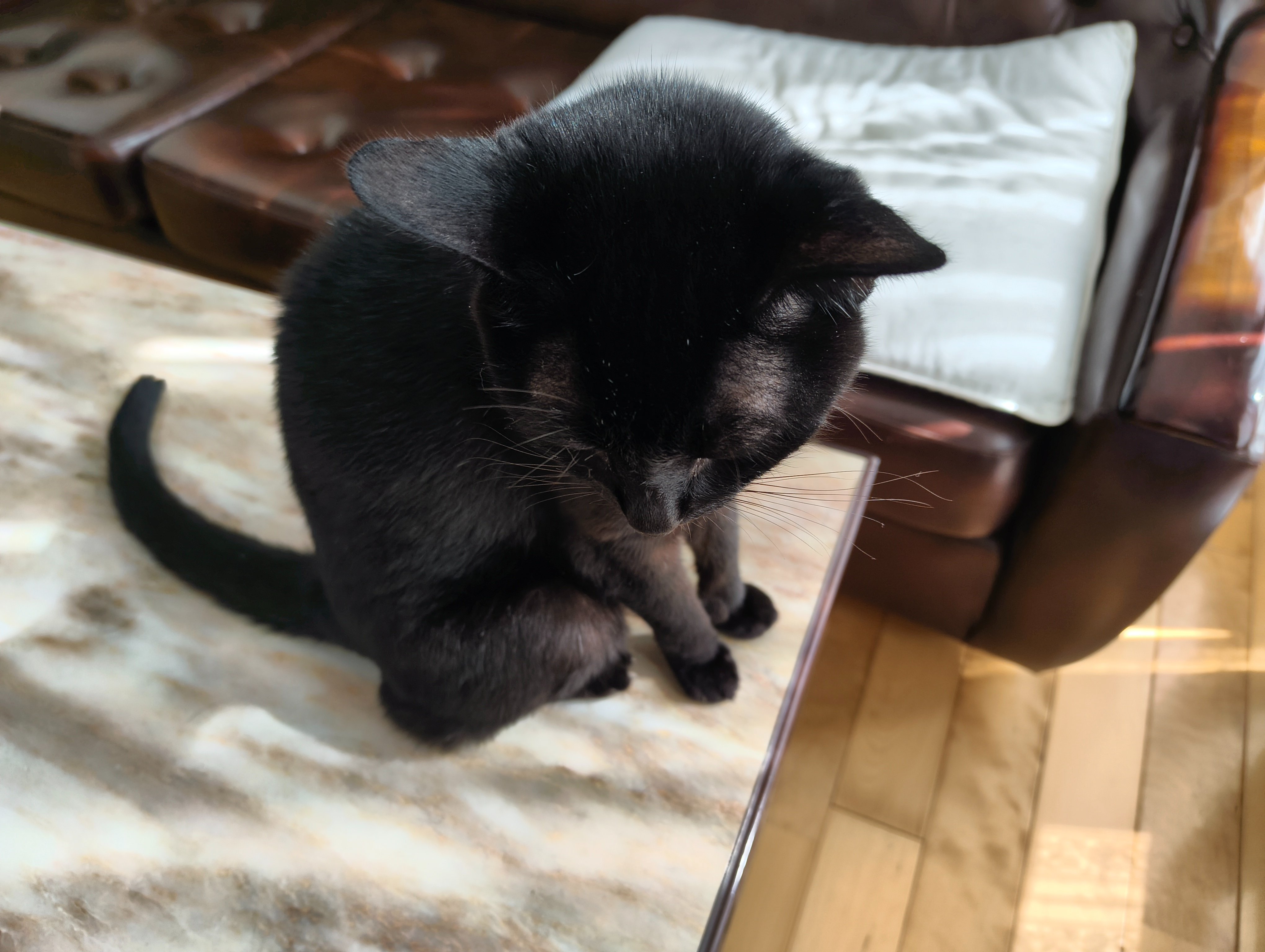 額 女豹に黒猫 1875914.jpg