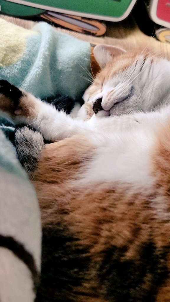 mogu_pero2's tweet image. きもちよさそう😊  #保護猫  #猫のいる暮らし