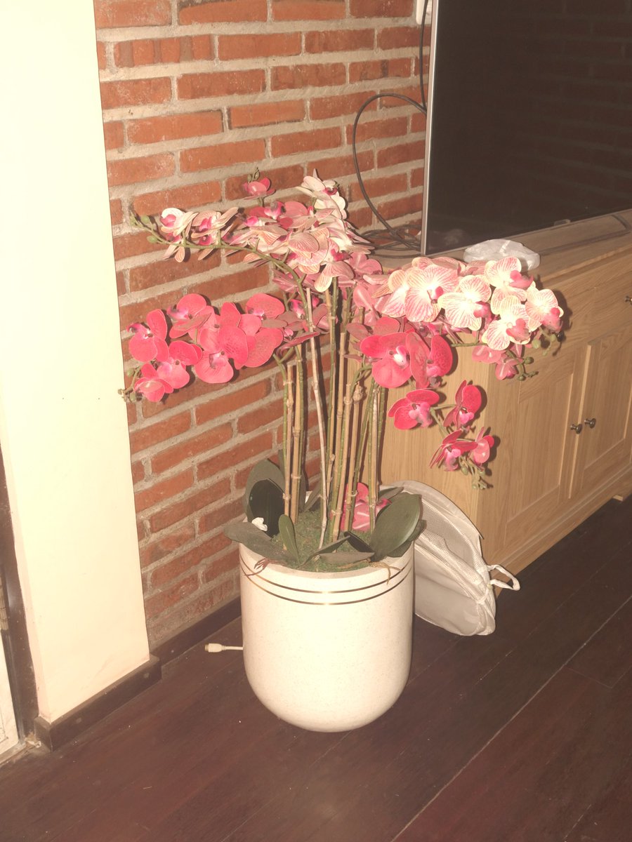 zkzn_twt's tweet image. Sepertinya aku menemukan filter yg kucari🤓