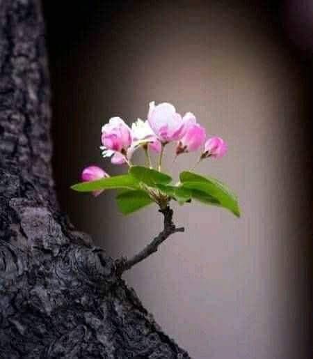 Rabbim devasını bekleyen her yureği rahmetiyle çiçeklendirsin..🤲
Hayırlı sabahlar 🌺