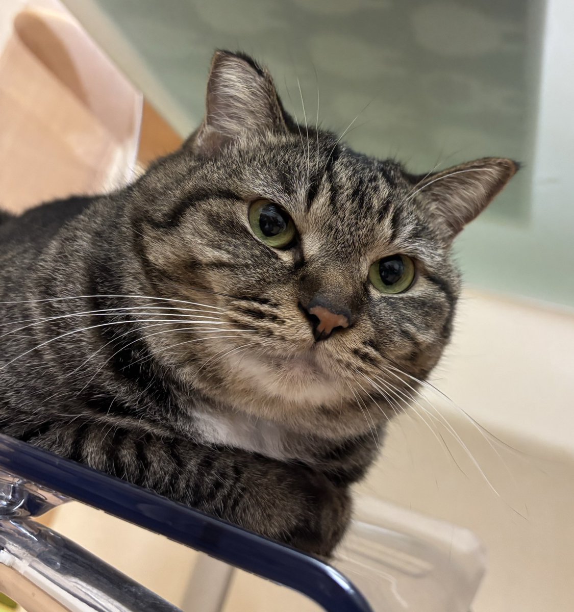 この世の理すべてを知ってそうな顔するお茶々